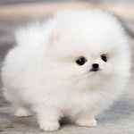 ソーシャルレンディング　OwnersBookの配当キター